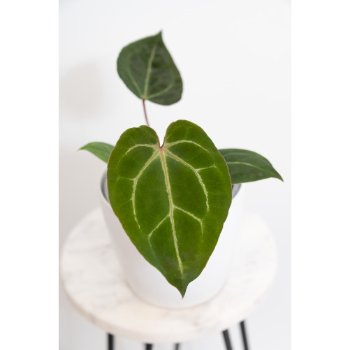 Anthurium magnificum DF x...