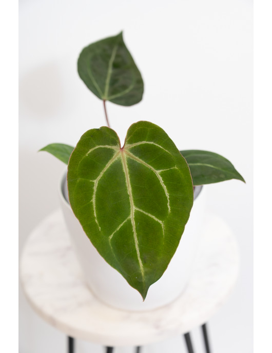 Anthurium magnificum DF x Michelle