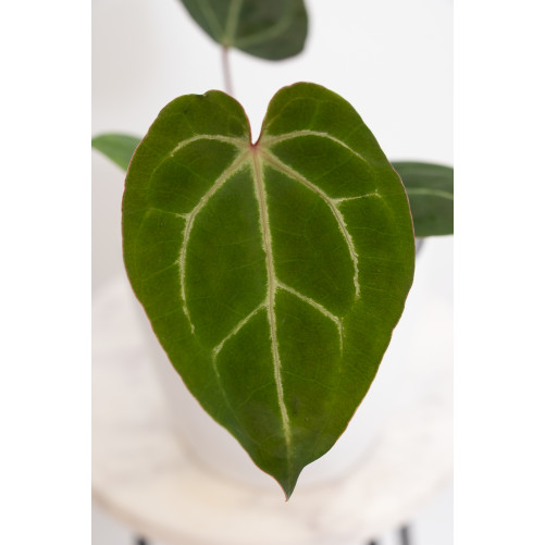 Anthurium magnificum DF x Michelle