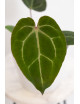 Anthurium magnificum DF x Michelle