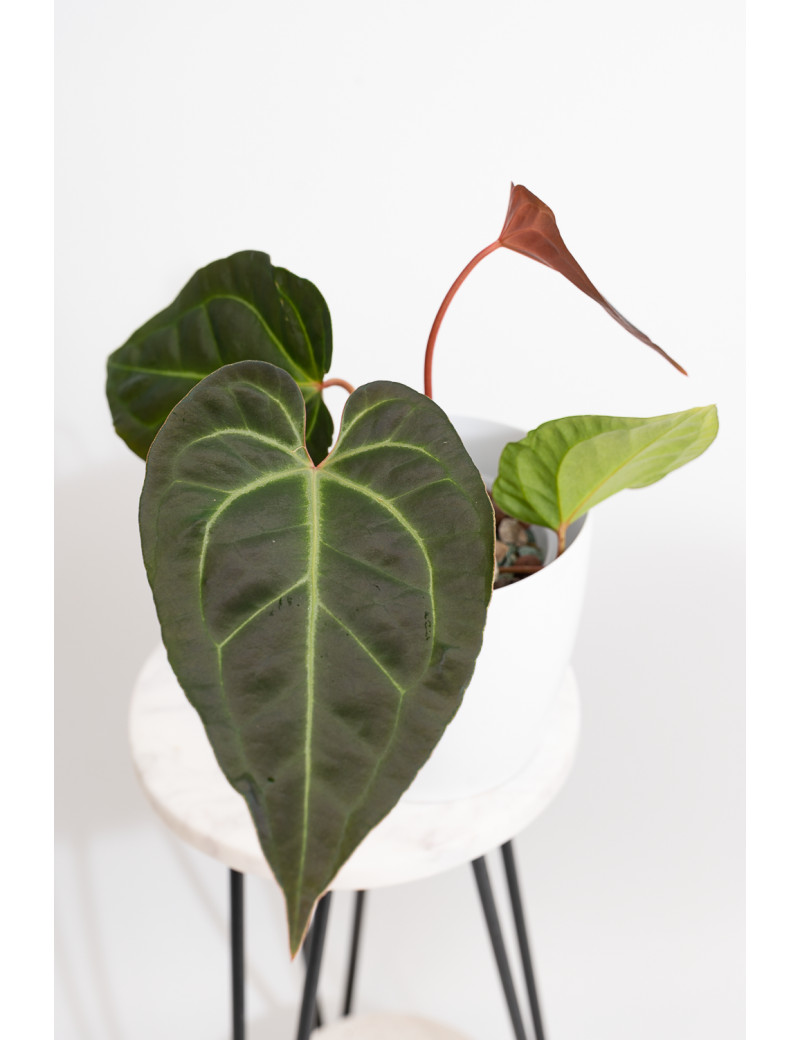 Anthurium magnificum x besseae aff