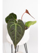 Anthurium magnificum x besseae aff