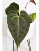 Anthurium magnificum x besseae aff