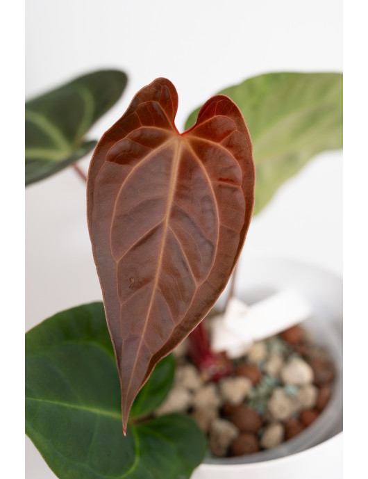 Anthurium magnificum x...