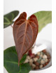 Anthurium magnificum x besseae aff
