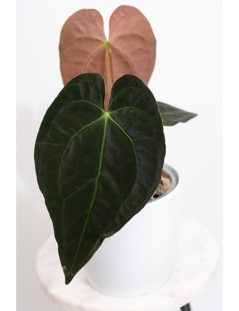 Anthurium magnificum DF x papillilaminum