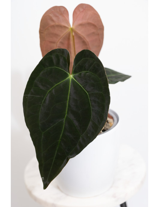 Anthurium magnificum DF x...