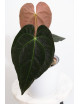 Anthurium magnificum DF x papillilaminum