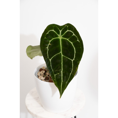 Anthurium forgetii DF x (crystallinum x AOS)