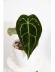 Anthurium forgetii DF x (crystallinum x AOS)