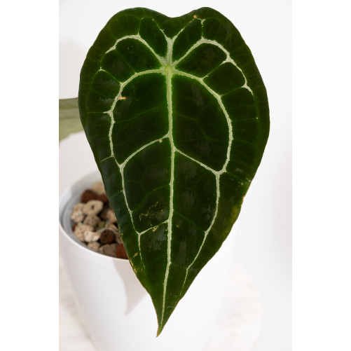Anthurium forgetii DF x...