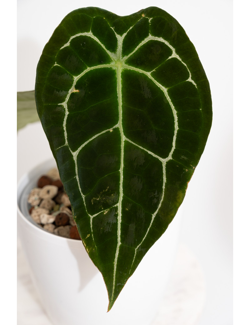 Anthurium forgetii DF x (crystallinum x AOS)
