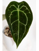 Anthurium forgetii DF x (crystallinum x AOS)