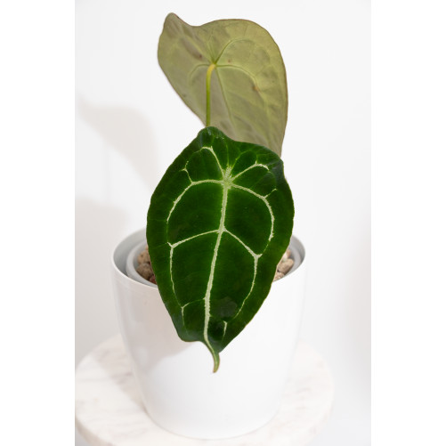 Anthurium forgetii DF x (crystallinum x AOS)