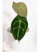 Anthurium forgetii DF x (crystallinum x AOS)
