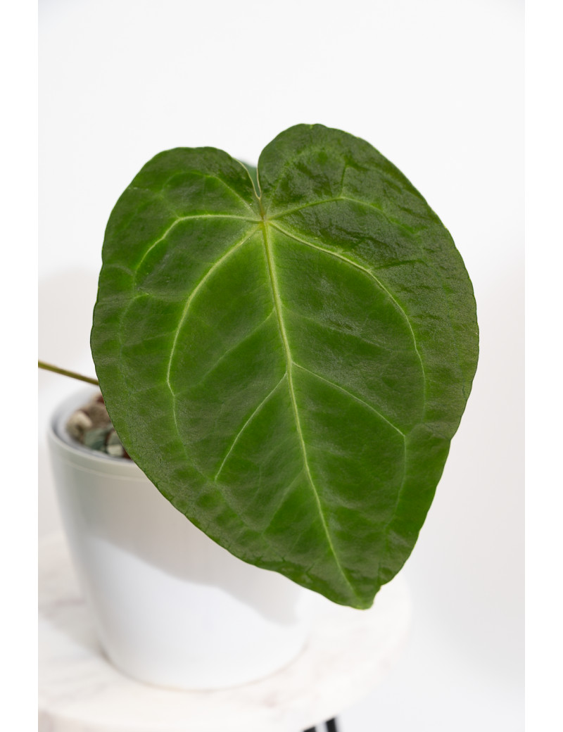 Anthurium magnificum x forgetii DF