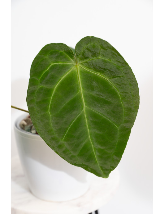 Anthurium magnificum x...