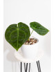 Anthurium forgetii
