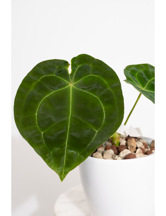 Anthurium forgetii