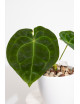 Anthurium forgetii