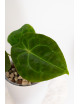 Anthurium forgetii