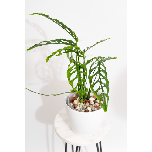 Monstera obliqua Peru