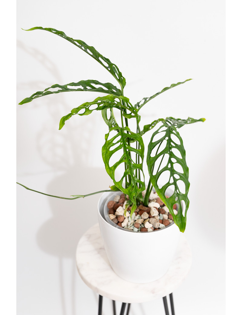 Monstera obliqua Peru
