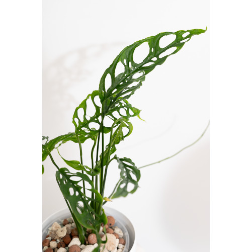 Monstera obliqua Peru