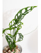 Monstera obliqua Peru