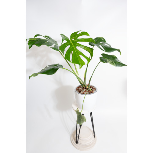 Monstera mint