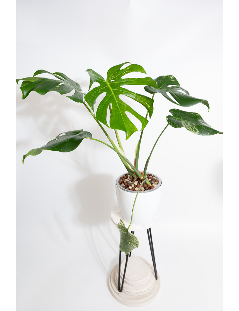 Monstera mint