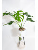 Monstera mint