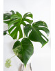 Monstera mint