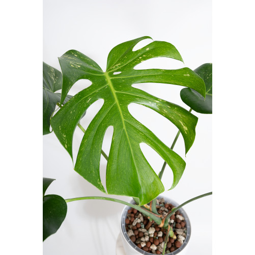 Monstera mint