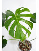 Monstera mint