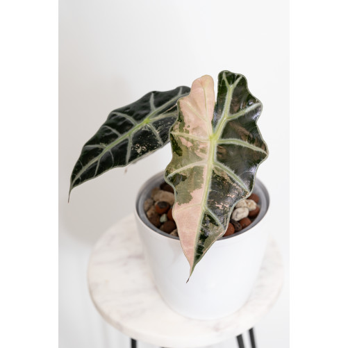 Alokazja polly variegata