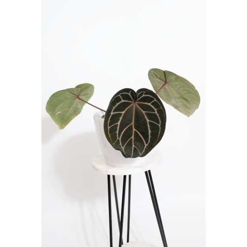 Anthurium (Michelle x...
