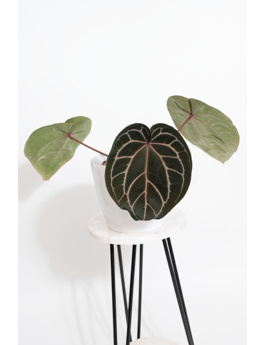 Anthurium (Michelle x Zara)'28' x Zara '52'