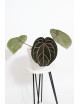 Anthurium (Michelle x Zara)'28' x Zara '52'