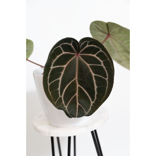 Anthurium (Michelle x Zara)'28' x Zara '52'