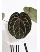 Anthurium (Michelle x Zara)'28' x Zara '52'