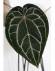 Anthurium (Michelle x Zara)'28' x Zara '52'