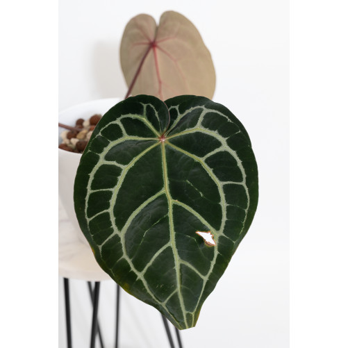 Anthurium (Michelle x Zara)'28' x Zara '52'