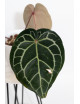 Anthurium (Michelle x Zara)'28' x Zara '52'
