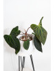 Anthurium indo portillae x KOSx x besseae aff