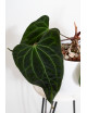 Anthurium indo portillae x KOSx x besseae aff