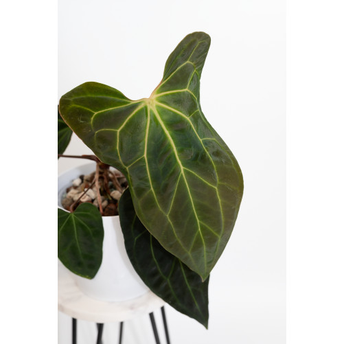 Anthurium indo portillae x...