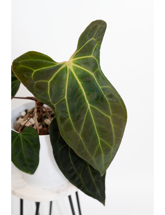 Anthurium indo portillae x...