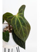 Anthurium indo portillae x KOSx x besseae aff