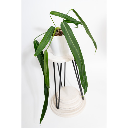 Anthurium pallidiflorum -
